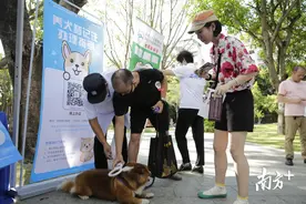 @深圳人，10月前未为爱犬植入芯片将视为无证养犬图片