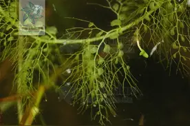 “不走寻常路”的水生植物丨花花万物图片