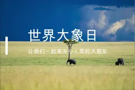 世界大象日：让我们一起来关心人类的大朋友