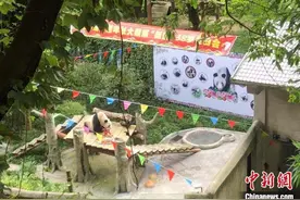 现存最年长圈养大熊猫“新星”迎38岁生日图片
