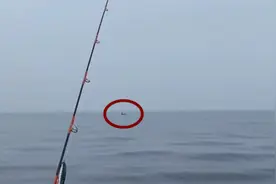 罕见！辽宁海域惊现成群大型海兽图片