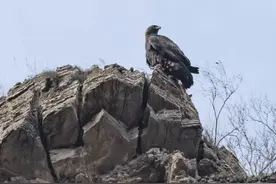 科普 | 山地霸主金雕图片