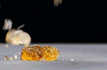 热量花胶 2026年花胶的热量