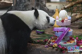 海口：大熊猫“贡贡”和“舜舜”迎来7岁生日图片