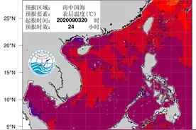 拯救珊瑚｜海水温度升高，北部湾大量珊瑚白化面临死亡图片