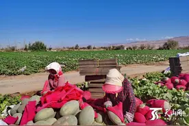 发往全国的甜蜜：吐鲁番市鄯善县近9万吨哈密瓜丰收啦图片