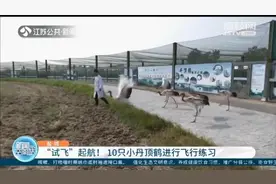 “试飞”起航！10只小丹顶鹤在盐城保护区进行飞行练习图片