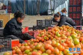 内蒙古喀喇沁旗：番茄喜获丰收图片