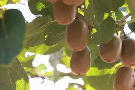 丰收喜悦 | 村里来了院士工作站 枣庄岳喜峰的猕猴桃今年已经卖了1000万元图片