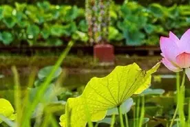 双节期间门票半价优惠，崇明这个公园好玩指数爆表图片