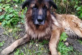 小狗被主人埋葬后没死 自己爬出幸运获救图片