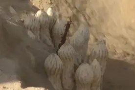 塔克拉玛干沙漠地区肉苁蓉大丰收 这种“沙漠人参”你吃过没？视频封面