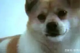 杭州一女子送土狗做绝育，却死在手术台上，医院赔偿1500被拒图片