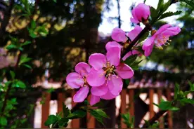 喇叭沟原始森林景区将于11月9号正式闭园停止接待游客图片