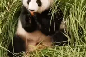 超治愈！大熊猫啃苹果，萌翻你和我图片