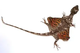 微型巨龙？一种长了“新型翅膀”的爬行动物图片