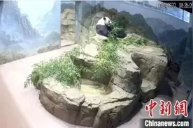旅美大熊猫“美香”身体健康状况恢复明显图片