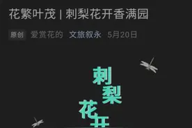 硕果累累 | 刺梨果熟挂满枝图片