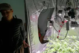 奇葩丨桂林夫妻在家搭棚种“绿植”，结果把自己种进大牢图片