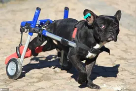 国外瘫痪斗牛犬重获新生 借助“轮椅”站立走路图片