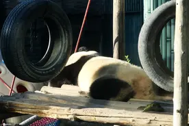 北京动物园冬日大熊猫的幸福生活 晒太阳睡大觉图片