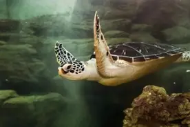 薮猫、豹猫、绿鬣蜥……这些“动物园在逃宠物”，再可爱也别养图片