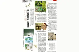 认知馆丨竹节虫，昆虫界的超级“伪装者”图片