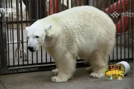 羚王如何展现王的威风？今天18:00档，CCTV-1《正大综艺·动物来啦》带您一探究竟→图片