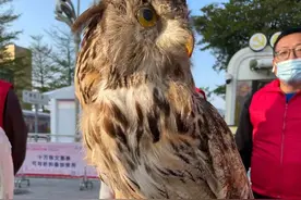 这些野生动物你都认识吗？全部叫得出名字算你厉害图片