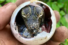 聚焦古巴鳄鱼保护区 小鳄鱼破壳而出萌萌哒图片