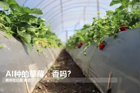 AI种的草莓，香吗？视频封面