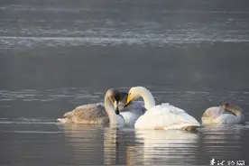 青海无意间拍到戴“身份项圈”的天鹅图片