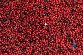 好看，但有剧毒！这种“红豆”千万别吃图片