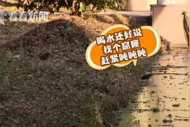 寒潮来袭上海河面结冰 爱抓鱼的翠鸟怎么办？图片