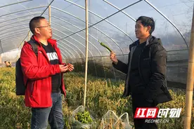 青树坪辣椒滞销后续：岳阳客商驱车三百多公里 一次下单订购5吨图片