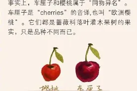 车厘子和樱桃到底有何区别图片