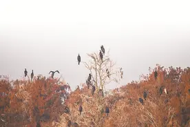 池杉湖：一个跨省景区的“一体化”样本图片