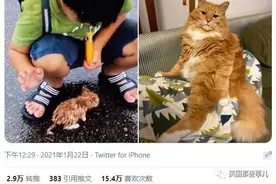 捡来的小奶喵如今变大佬。网友分享捡猫经历，画风好像开盲盒图片