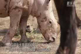 厉害了！长隆又成功繁育一头白犀牛宝宝视频封面