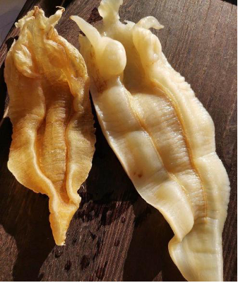 花胶与瑶柱 2026年花胶瑶柱煲汤最佳搭配