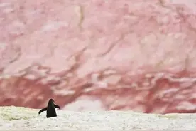 南极又现“西瓜雪”这可一点也不浪漫图片