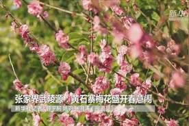 张家界武陵源：黄石寨梅花盛开春意闹视频封面