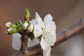 泰安肥城市经济开发区：樱桃花开春意浓  婀娜枝香惹人醉视频封面