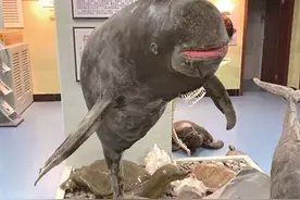 喉咙卡着汪刺鱼骨 胃和肠道没有食物 前天钱塘江里捞起的江豚死因可能太憋屈……图片