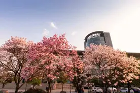 颜值爆表！浙大的春天，来啦图片