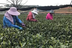 2000元一斤！“万担茶乡”杭州龙坞的西湖龙井新茶，上海老客已提前下订图片