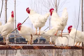 68秒｜德州武城：核桃树下养鸡鹅，​每亩地净收3000元，走出“林下经济”致富路图片