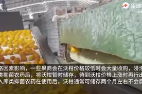 “果农不吃”的泡药沃柑，到底有多大危害必须弄清楚图片