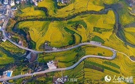 全国油菜花花期地图来了～走，踏青去