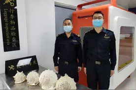 湛江海关查获国家二级保护野生动物唐冠螺4个图片